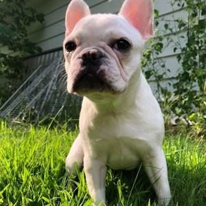 Meet your Posher, Dante